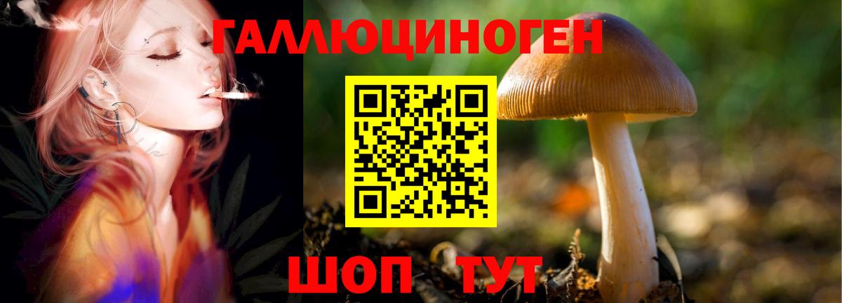 Галлюциногенные грибы Psilocybe Кстово
